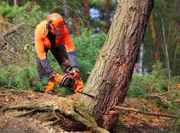 Leaf Removal in Lewes, DE