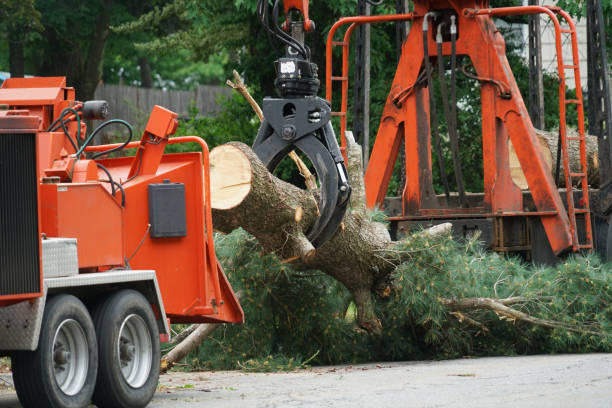 Lewes, DE  Tree Services Company