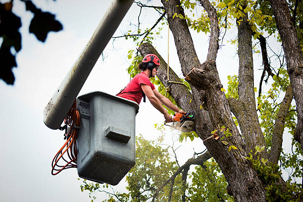 Seasonal Cleanup (Spring/Fall) in Lewes, DE