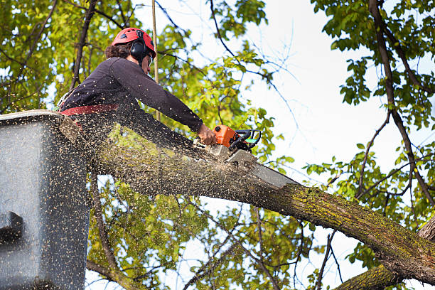 Why Choose Our Tree Removal Services in Lewes, DE?